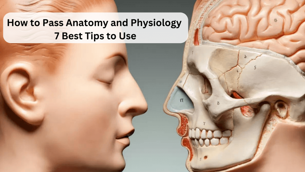 Read more about the article How to Pass Anatomy and Physiology: 7 Best Tips to Use